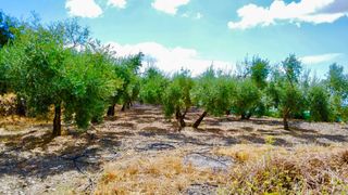 Finca rústica a Calle de Miguel Navarro Sanchez