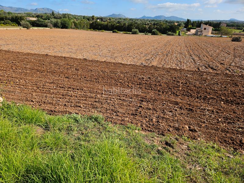 Foto 51626d48-8e26-44a1-84ff-8d45003ab154. Finca rústica a Manacor centre Manacor