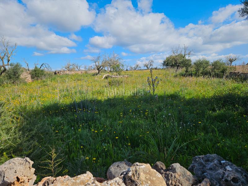 Foto 401cc9a6-d275-4334-af82-be69ba91a99c. Finca rústica en n/a yo mismo en Santa Margalida poble Santa Margalida