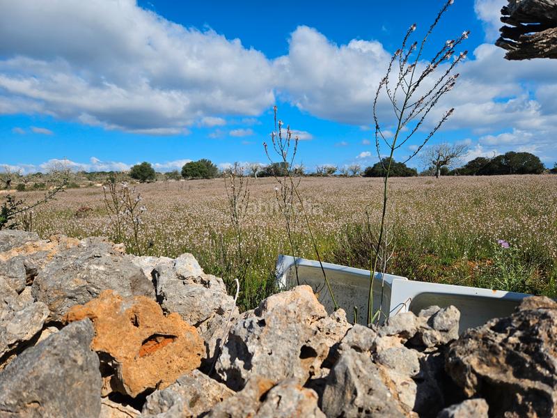 Foto 51a0a325-3743-4832-befb-3dffff69636f. Finca rústica en n/a yo mismo en Santa Margalida poble Santa Margalida