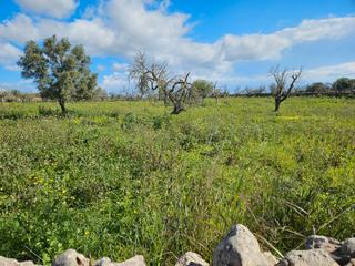 Rural plot in N/a. Yo mismo