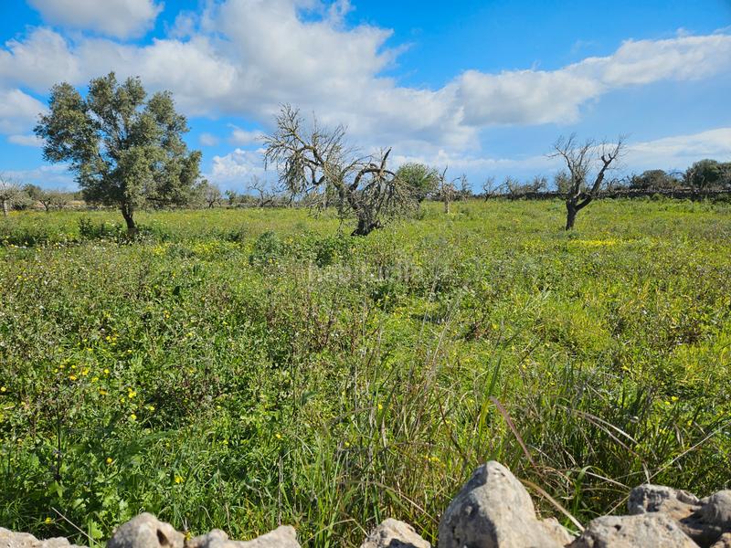 Foto 6f0ba812-ac8f-4675-b5b2-d7c48e117bea. Finca rústica en n/a yo mismo en Santa Margalida poble Santa Margalida