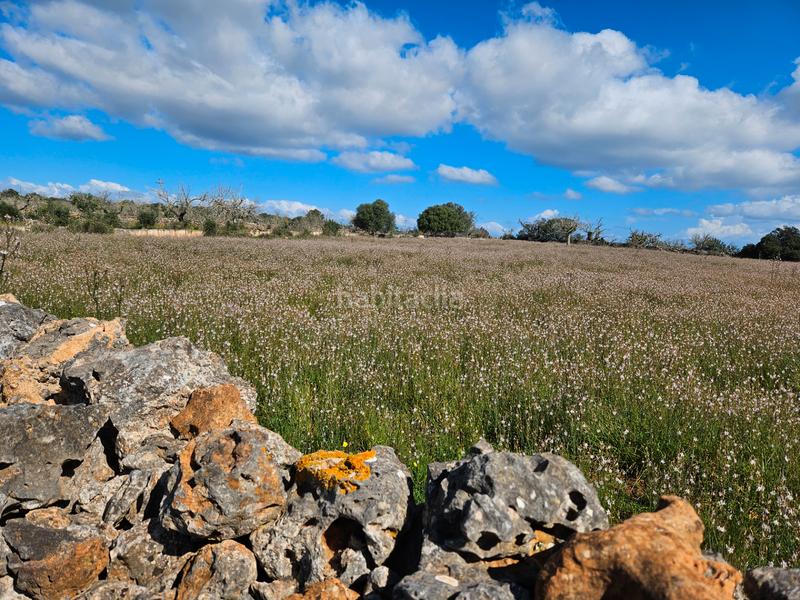 Foto b7d5233c-3347-4cb4-891f-f17cf49212f5. Finca rústica en n/a yo mismo en Santa Margalida poble Santa Margalida