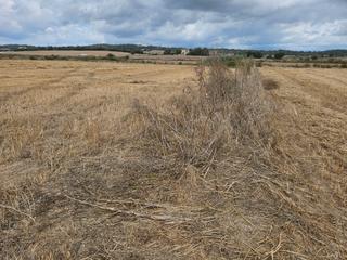 Rural plot  Camí de son llompardet 1535. Jesús