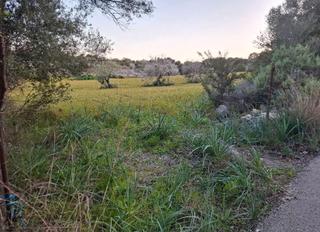 Finca rústica  Carretera artà-alcúdia. Yo mismo