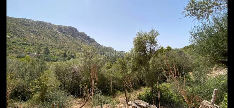 Foto f033441f-57e1-403b-8434-2a924d354795. Finca rústica a camí de sa coma freda 43 a Andratx Andratx