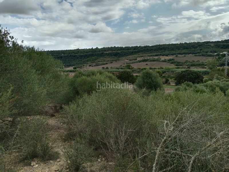 Foto 46664c1e-5f15-4bf7-abbe-9d6a97f56ad4. Finca rústica a diseminado sector num 3 192 a Petra