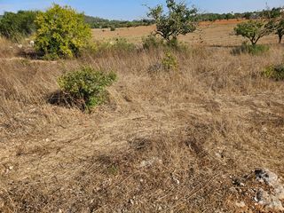Finca rústica a Diseminado Son Nebot 312