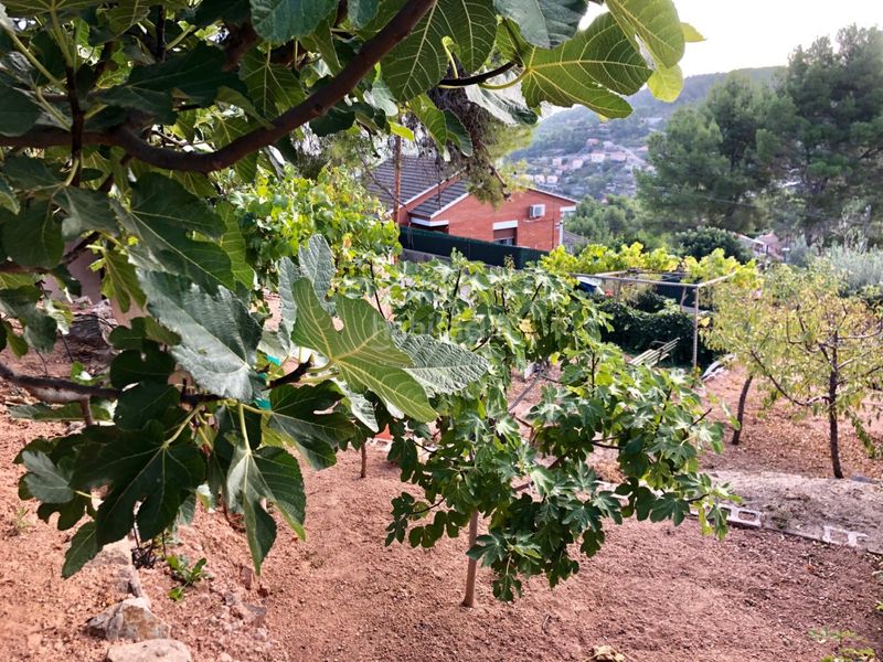 Foto a4fb3dce-e7ec-4e29-9f35-c565e0a6eb55. Terreny residencial a Corbera de Llobregat