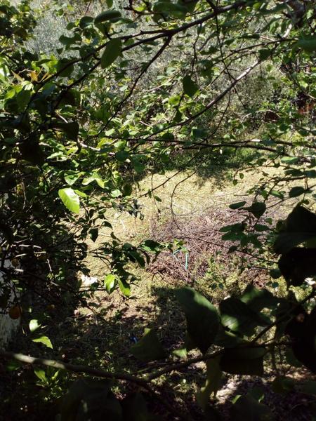 Foto 46296ec7-6146-4603-9dd2-f4d9f8731a47. Casale in Comares