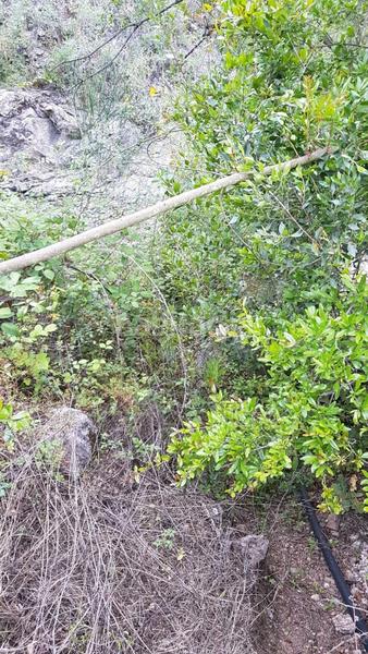 Foto ec128be1-acd8-401c-9fe5-bb381e51fcbb. Casale in Comares