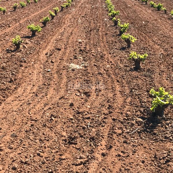 Foto 04718a3a-6d5b-4b50-82d8-636826b6a801. Rural plot in Mota del Cuervo