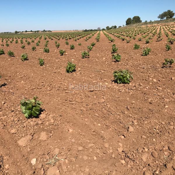 Foto 2d8f8e20-5468-4c9a-8c2f-b92d0eccf12d. Rural plot in Mota del Cuervo