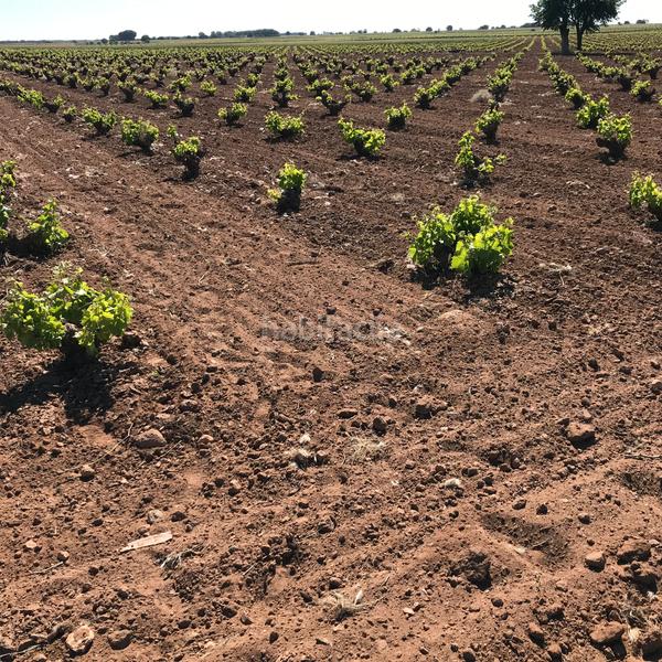 Foto 2dcd6c1e-1c6c-4604-9799-eecfa0e98db5. Rural plot in Mota del Cuervo