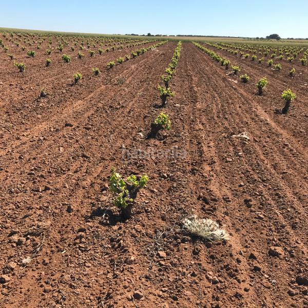 Foto 58cf7666-d158-4e63-b5cb-c607163e1fff. Rural plot in Mota del Cuervo