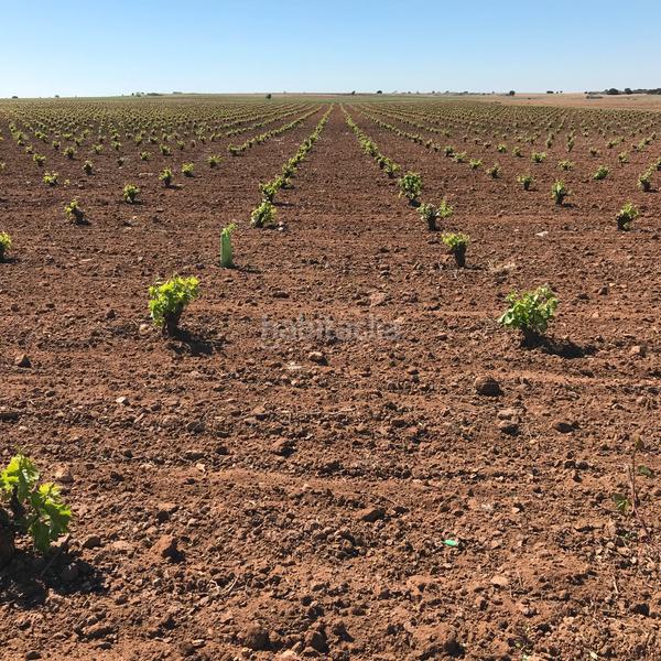 Foto 61d83dae-fbba-462e-b156-15b432bc4fe3. Rural plot in Mota del Cuervo