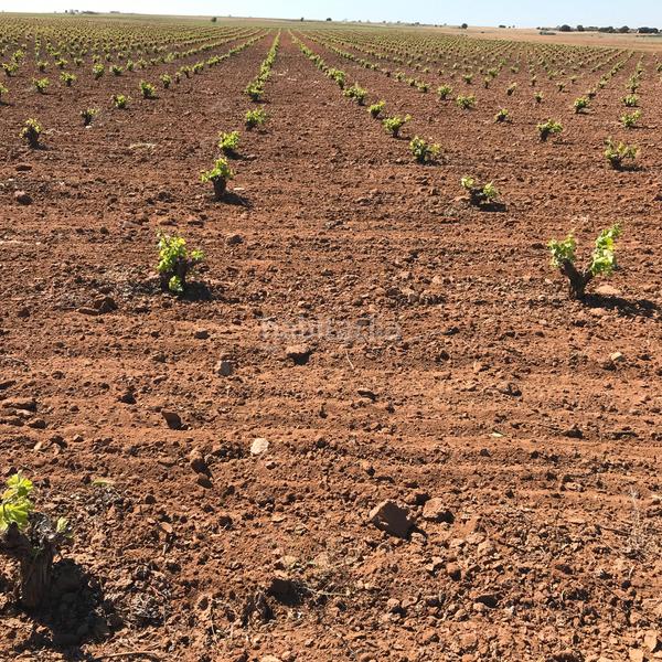 Foto 716be200-cd61-444a-972c-67fccc264007. Rural plot in Mota del Cuervo