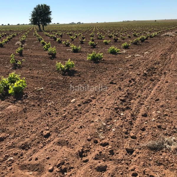 Foto 96170752-072d-4462-8821-96ef6fe5f8fc. Rural plot in Mota del Cuervo