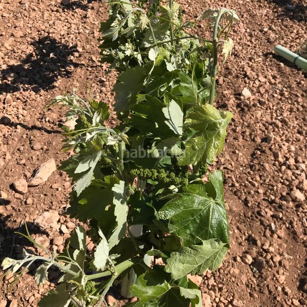 Foto 002c335d-a553-4f0b-885e-c902e781e802. Finca rústica en Mota del Cuervo