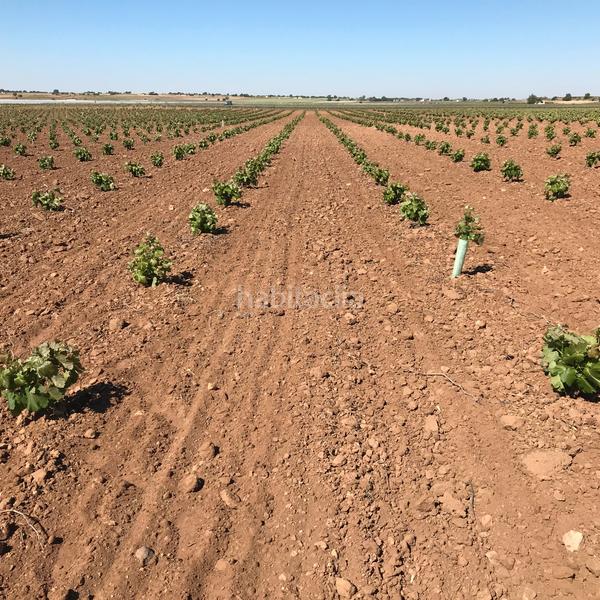 Foto 052cc708-4048-482e-90bf-d692f268a1e3. Finca rústica en Mota del Cuervo