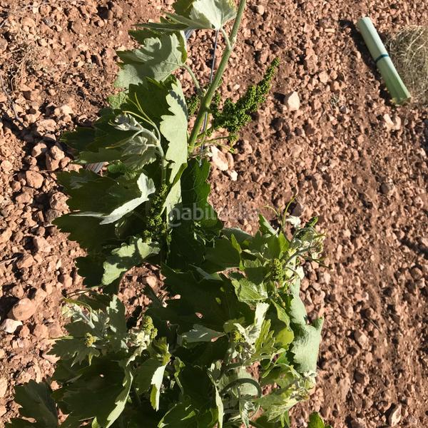 Foto 3476e6fd-af69-475d-b509-0b1f3685a914. Finca rústica en Mota del Cuervo