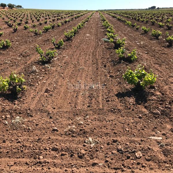 Foto 3e8e0918-3105-498a-a725-7a9a691a9883. Finca rústica en Mota del Cuervo