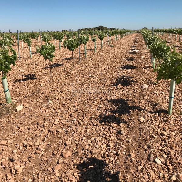 Foto 4cdd9c79-6f7a-43a4-860b-113053ae7e23. Finca rústica en Mota del Cuervo