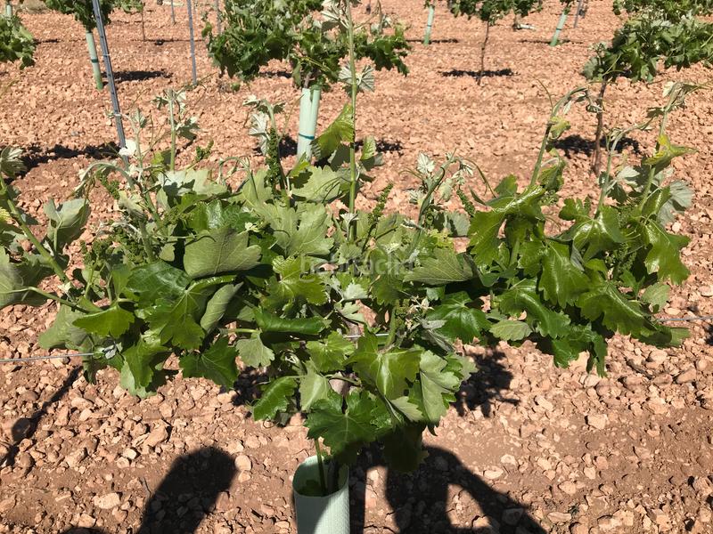 Foto 5667c42e-19df-46a3-9355-106e8bb4355b. Finca rústica en Mota del Cuervo