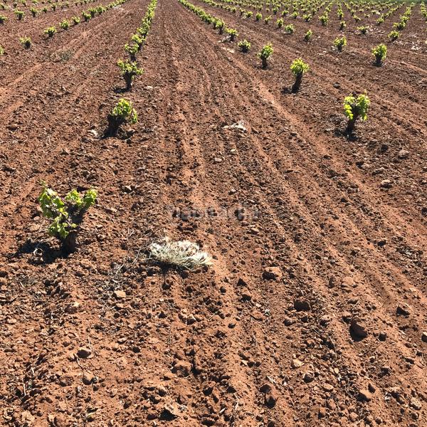 Foto 7419f1e4-ec3a-48cc-97c7-0a4b1fbaa4f1. Finca rústica en Mota del Cuervo