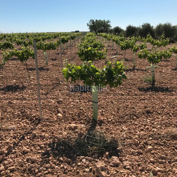 Foto 7f9faf09-3b94-4260-ad97-9d93993fc012. Finca rústica en Mota del Cuervo