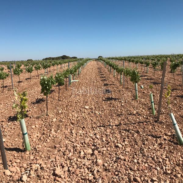 Foto 834a90e5-27d2-439c-ba01-66b090dd2352. Finca rústica en Mota del Cuervo