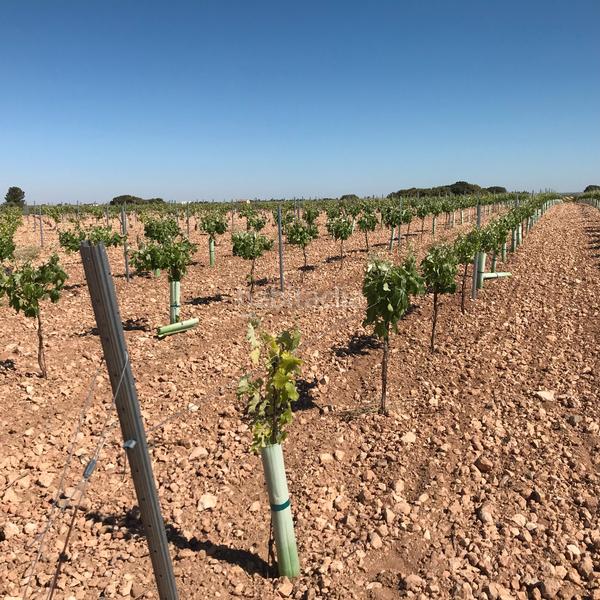 Foto 8c4460a4-5142-477b-a761-32878723fe24. Finca rústica en Mota del Cuervo