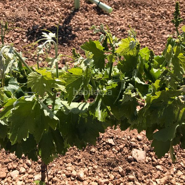 Foto 90796407-a53a-4620-b955-c772a24298d2. Finca rústica en Mota del Cuervo