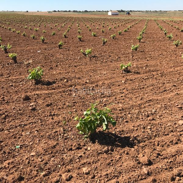 Foto 99ccf0ab-0745-44de-b5a9-1ca1dd203586. Finca rústica en Mota del Cuervo