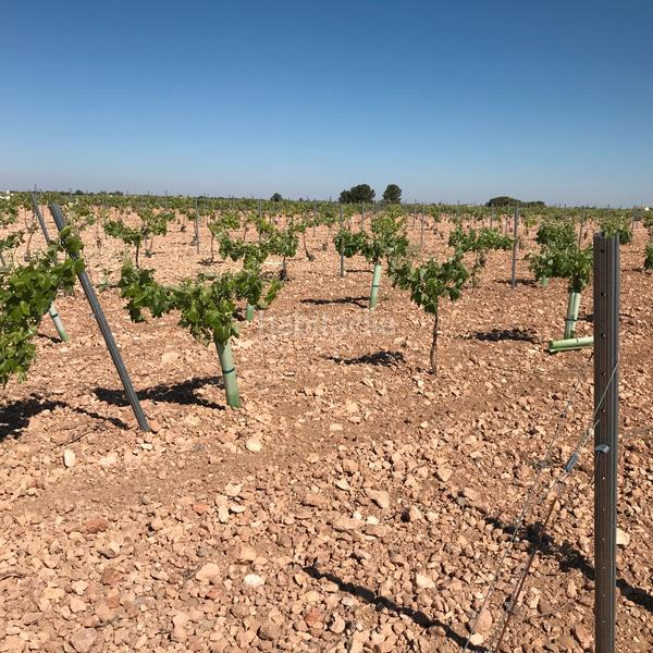 Foto e30e8341-517d-4d4d-b2e4-2014210dd57a. Finca rústica en Mota del Cuervo