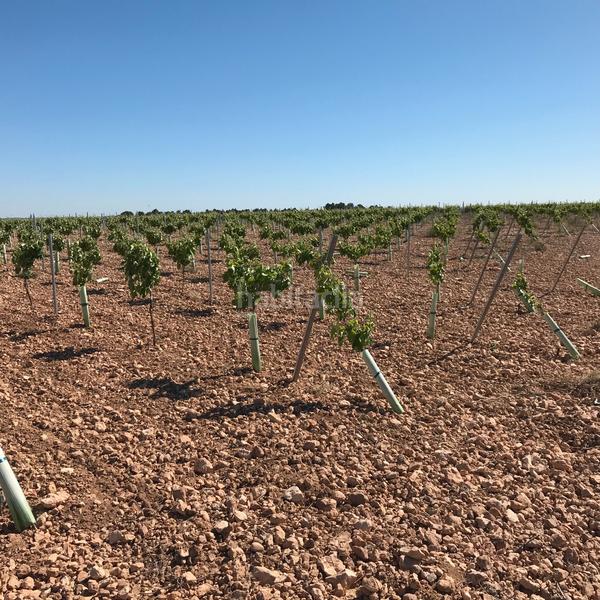 Foto f544c6f9-d905-41fe-a4c2-98c91dd49025. Finca rústica en Mota del Cuervo