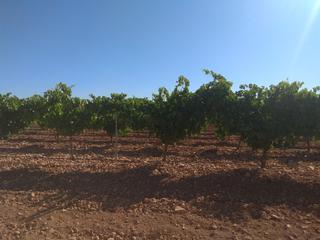 Finca rústica  N/a. Riego de pozo del irada