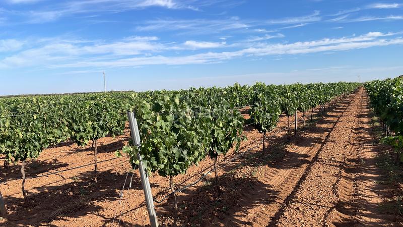 Foto 3394394e-ab57-4b9b-8640-973ef7cbc7b4. Landgut in n-310 537 in Tomelloso