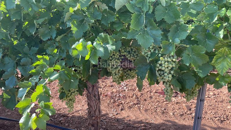 Foto 61ba3749-663f-4043-8a5b-50a84871b456. Landgut in n-310 537 in Tomelloso