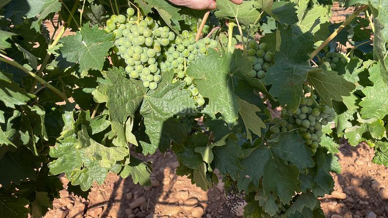 Foto 69c795d8-c253-4650-a31c-21464b829f43. Landgut in n-310 537 in Tomelloso