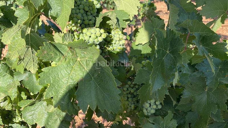 Foto 6bc891be-8c7d-4b08-8893-e59205f74a44. Landgut in n-310 537 in Tomelloso