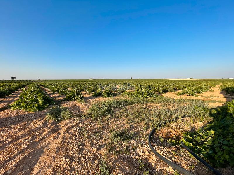 Foto 09cfd347-0053-4d03-b9fa-3895aa3cea91. Landgut in n/a in Tomelloso