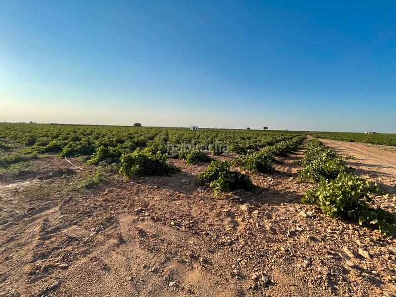 Foto 0d9359c7-c01d-4a3d-a8a7-ee61de7e6993. Landgut in n/a in Tomelloso