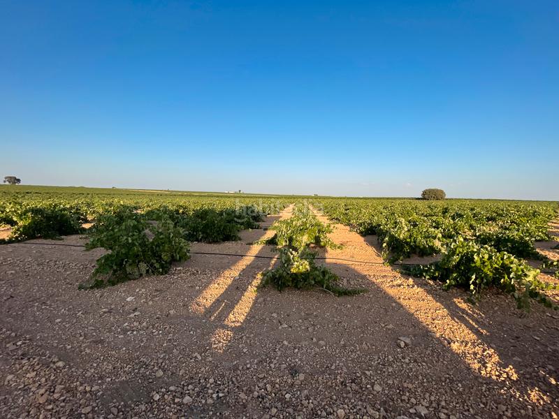 Foto 3676fb8d-df8f-4442-bf08-9a5eb8c1a41f. Landgut in n/a in Tomelloso