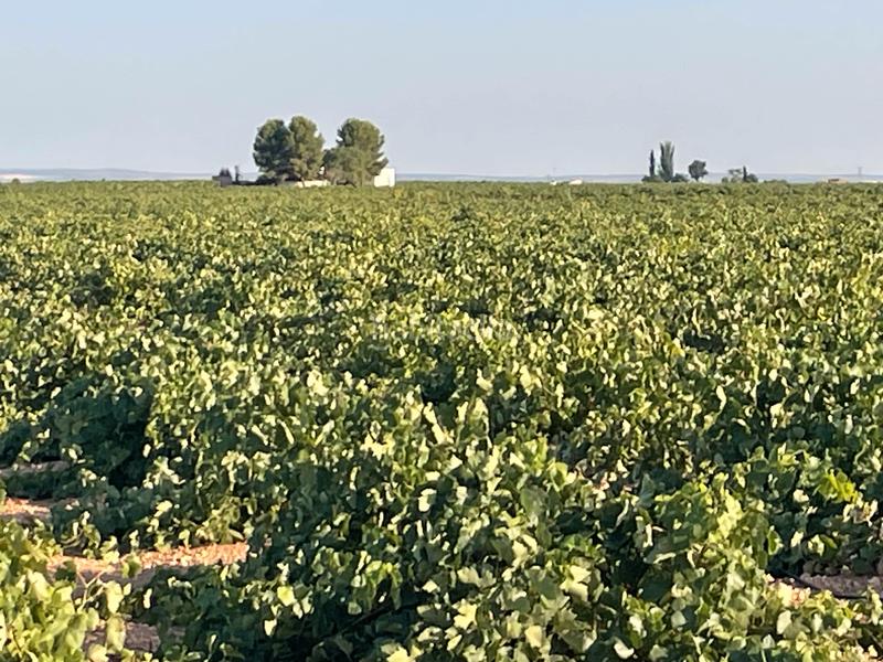 Foto 42c8585b-d2e0-45e6-96d1-fbc7bbb825a0. Landgut in n/a in Tomelloso