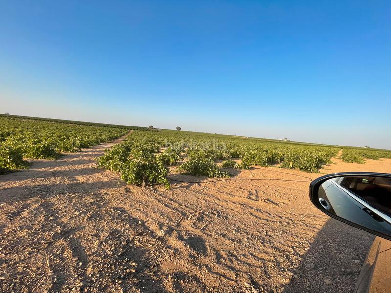 Foto 5d525df3-105e-435d-83ee-1c73d1f6a639. Landgut in n/a in Tomelloso