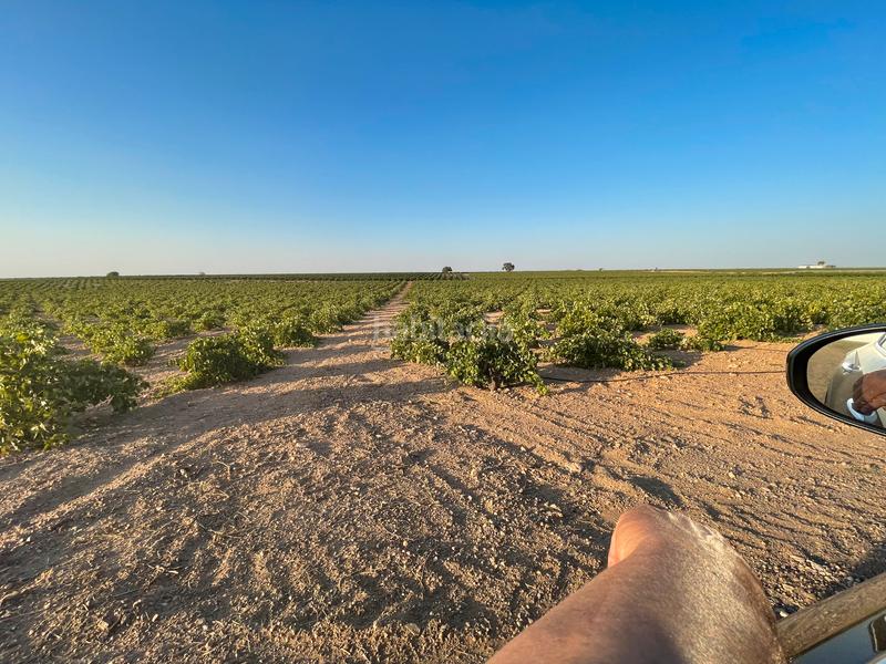 Foto a1aa9886-3b34-467e-b8ba-927d8faedaee. Landgut in n/a in Tomelloso