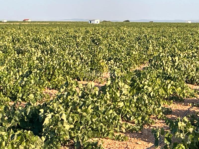 Foto ba79d481-8c79-4655-9cc2-0e429691668c. Landgut in n/a in Tomelloso