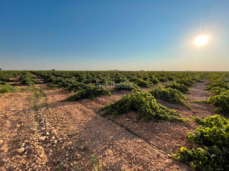 Foto f9979463-c466-4364-8151-5c9204df0cfa. Landgut in n/a in Tomelloso