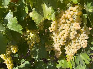 Propriété à Autovía de extremadura a la comunidad valenciana 73. Veta de finca de emparrado